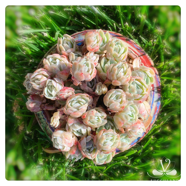 奶油贝瑞大群Echeveria 'Cream berry'