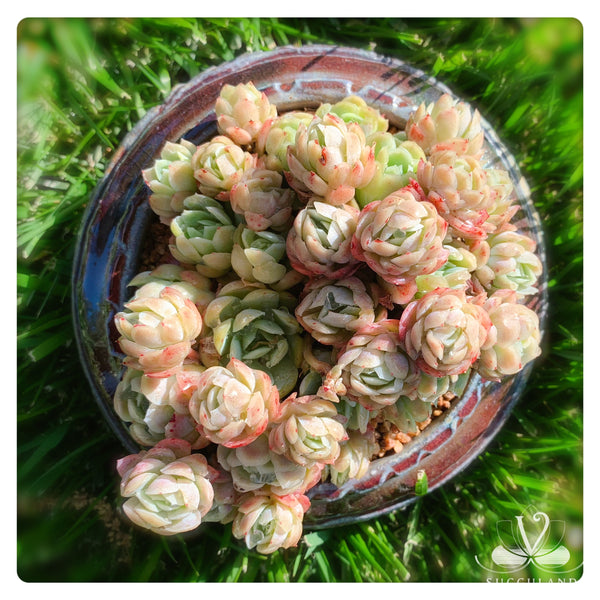 奶油贝瑞大群Echeveria 'Cream berry'