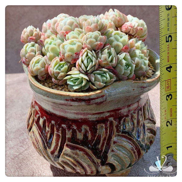 奶油贝瑞大群Echeveria 'Cream berry'