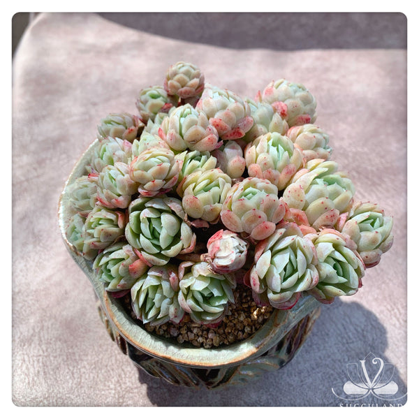 奶油贝瑞大群Echeveria 'Cream berry'