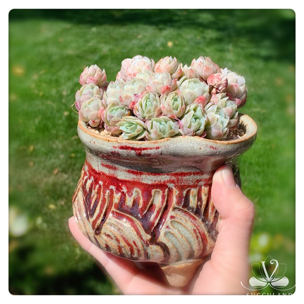 奶油贝瑞大群Echeveria 'Cream berry'