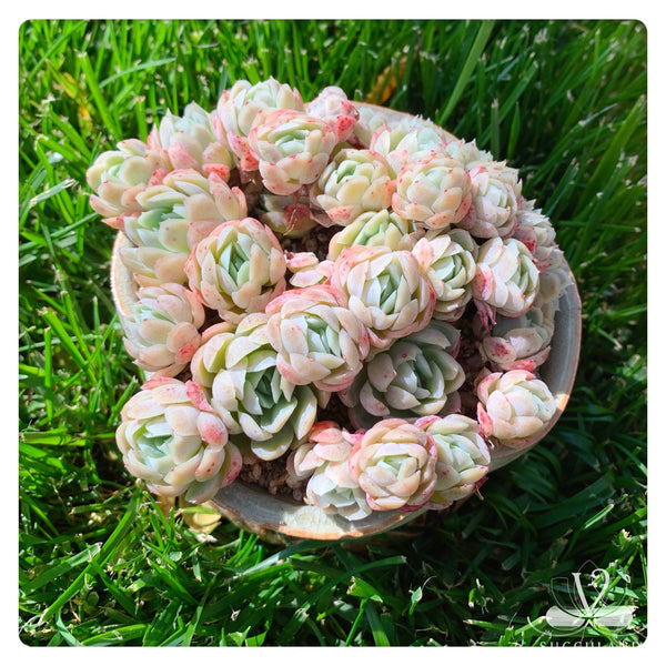 奶油贝瑞大群Echeveria 'Cream berry'