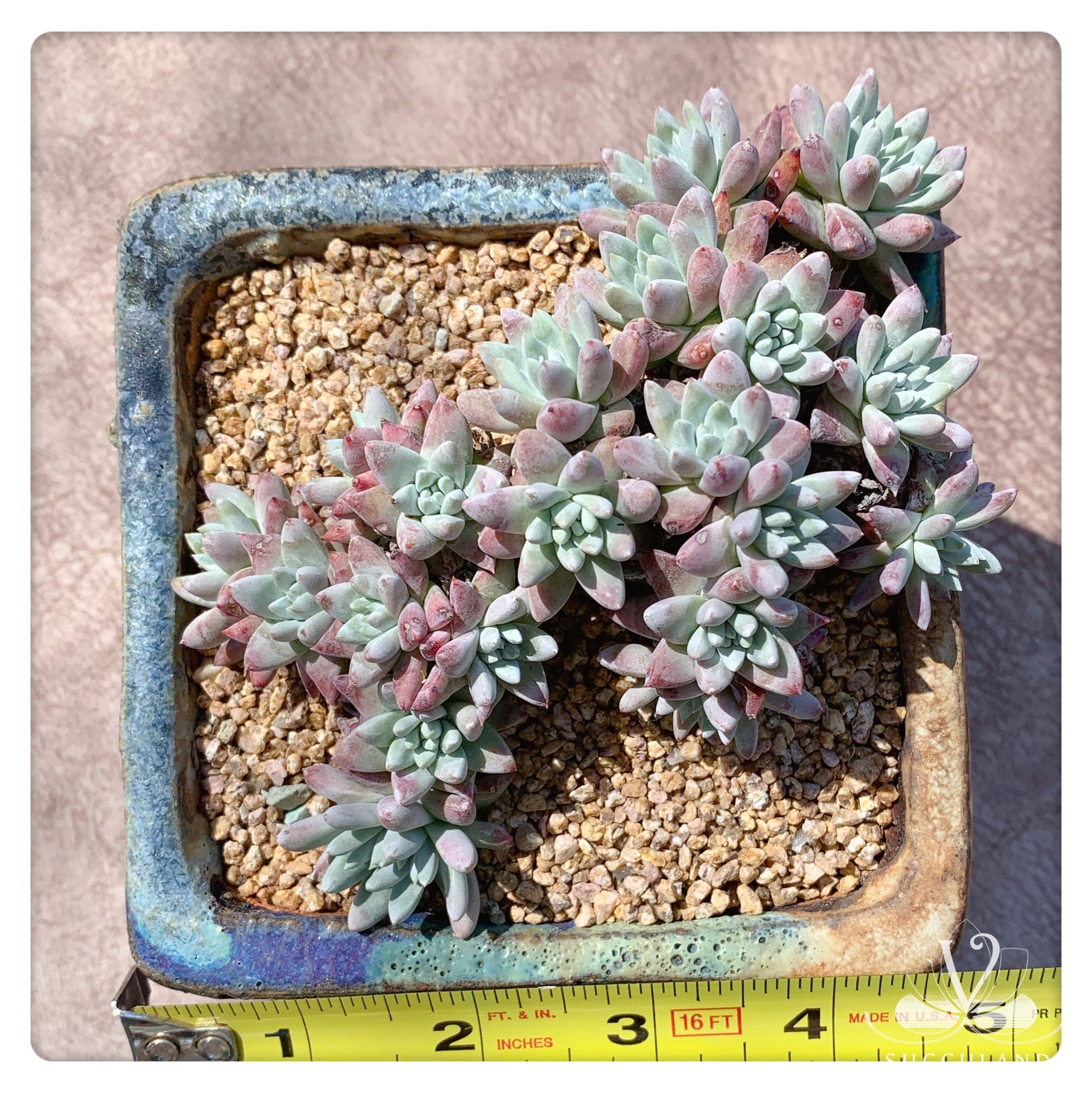 多肉極品– Vsucculand Arts & Crafts