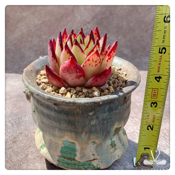 东云雜——Echeveria.Agavoides