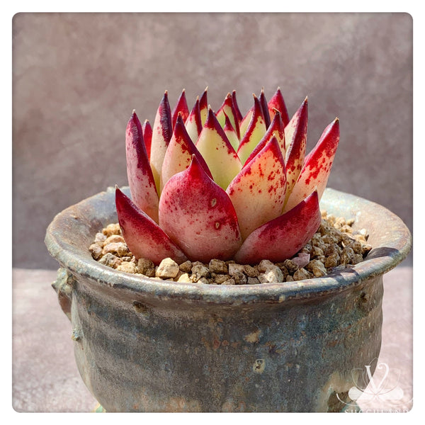 东云雜——Echeveria.Agavoides