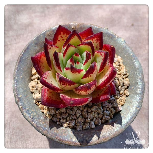 东云雜——Echeveria.Agavoides