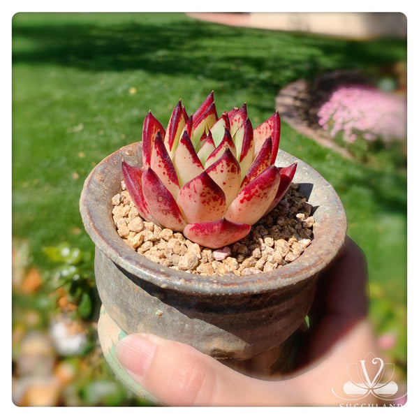 东云雜——Echeveria.Agavoides