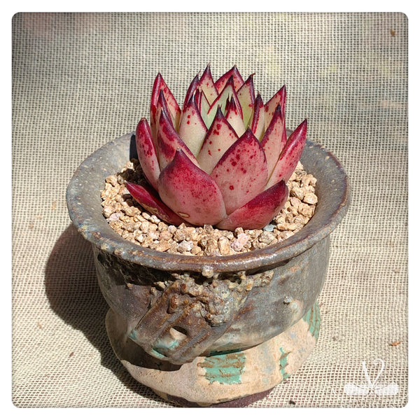 东云雜——Echeveria.Agavoides