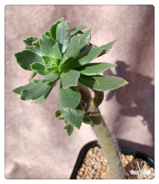 晶钻绒莲 Aeonium smithii