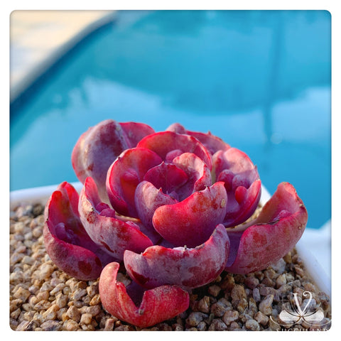 碧昂絲彩虹錦Rare Korean Imported Echeveria sp Beyonce Rainbow