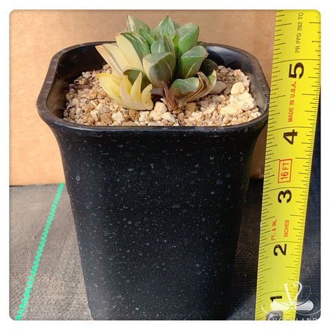 姬壽錦Haworthia Heidelbergensis Variegated