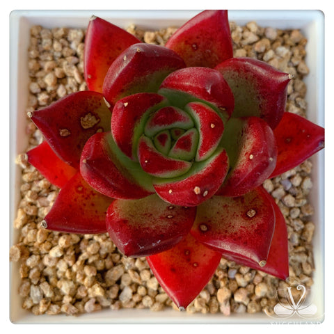 紅騎士Echeveria agavoides romeo