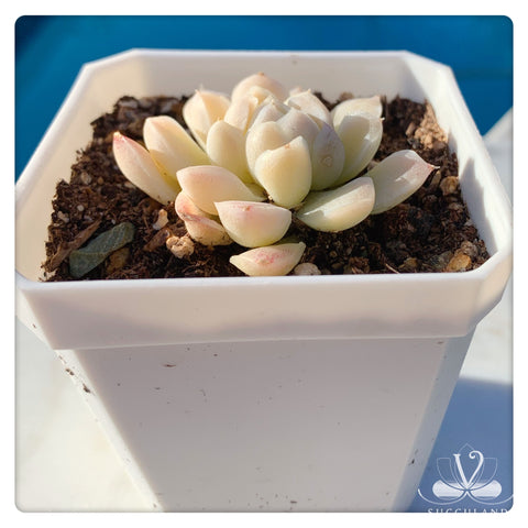 Image result for 白月影  阿尔巴月影Echeveria elegans'alba