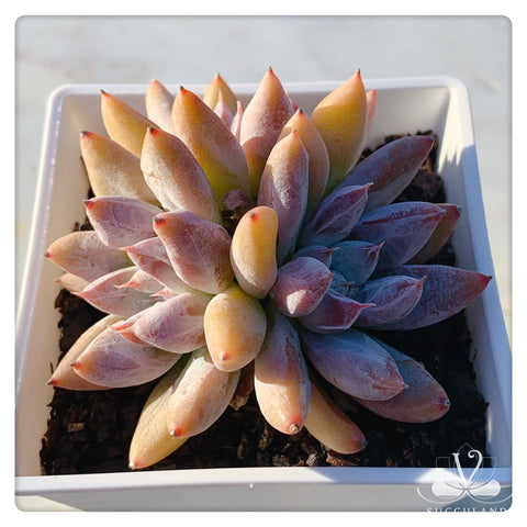 杜里万莲Echeveria tolimanensis