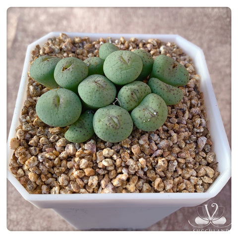 多肉肉锥Conophytum ricardianum-肉锥花属