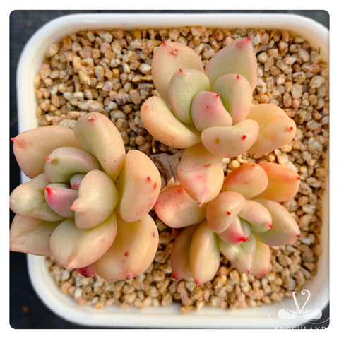 奶油鱷梨Succulent-Graptoveria Avocado Cream