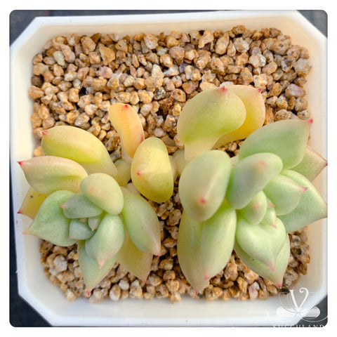 黃金象牙Echeveria Ivory