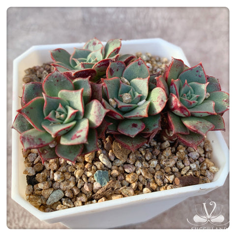 羅西馬Echeveria 'longissima