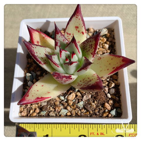 黑檀汁烏木Echeveria agavoides 'Ebony