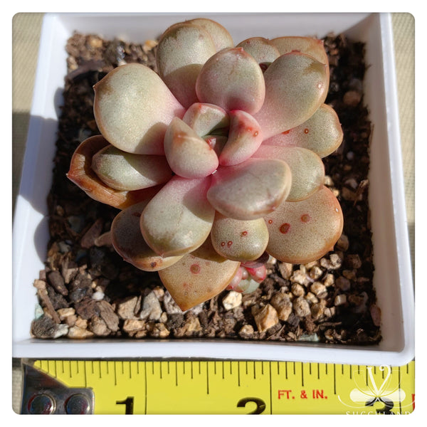 紅葡萄 多肉——Graptoveria amethorum