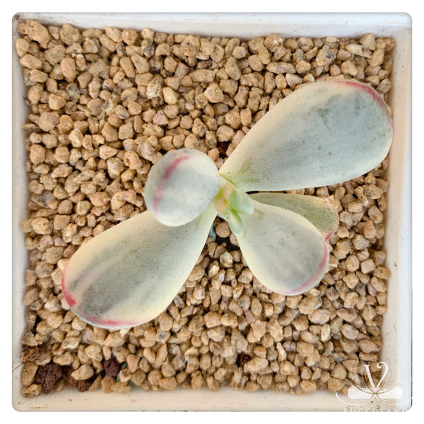 乒乓福娘錦Cotyledon orbiculata cv.