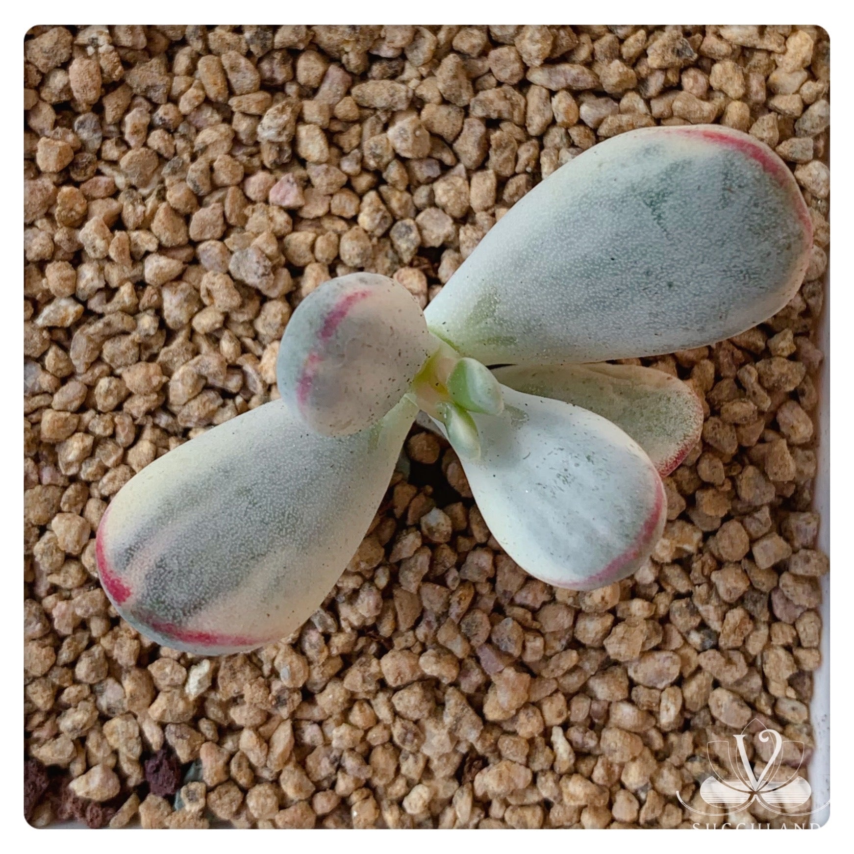 乒乓福娘錦Cotyledon orbiculata cv.