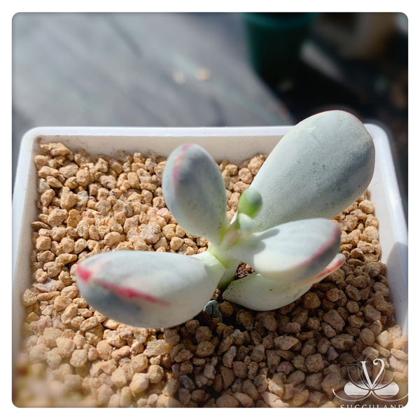 乒乓福娘錦Cotyledon orbiculata cv.