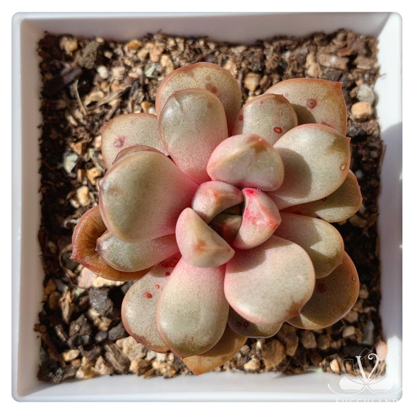 紅葡萄 多肉——Graptoveria amethorum