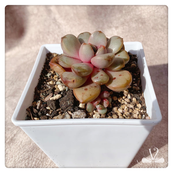 紅葡萄 多肉——Graptoveria amethorum