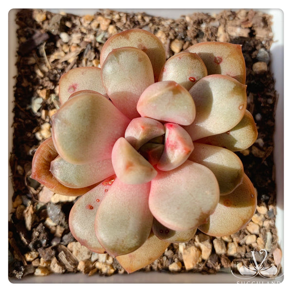 紅葡萄 多肉——Graptoveria amethorum