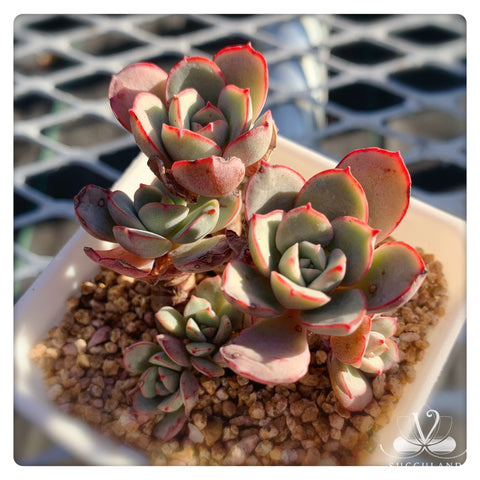 凌波仙子帶樁Echeveria sbucorymbosa lau