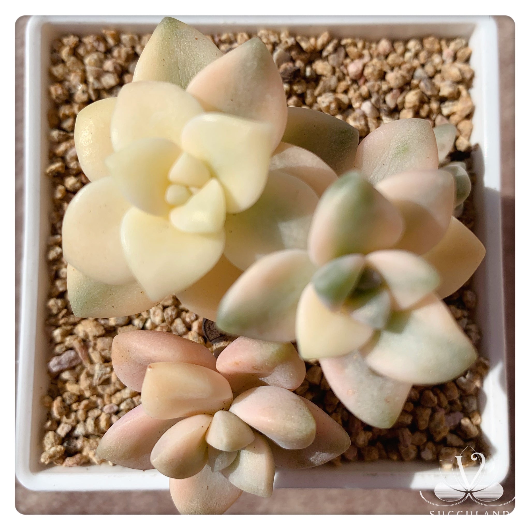 美杏錦Graptopetalum mendozae variegata