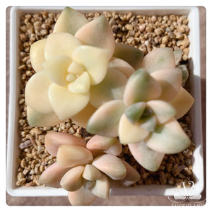 美杏錦Graptopetalum mendozae variegata