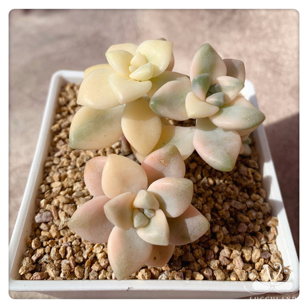 美杏錦Graptopetalum mendozae variegata