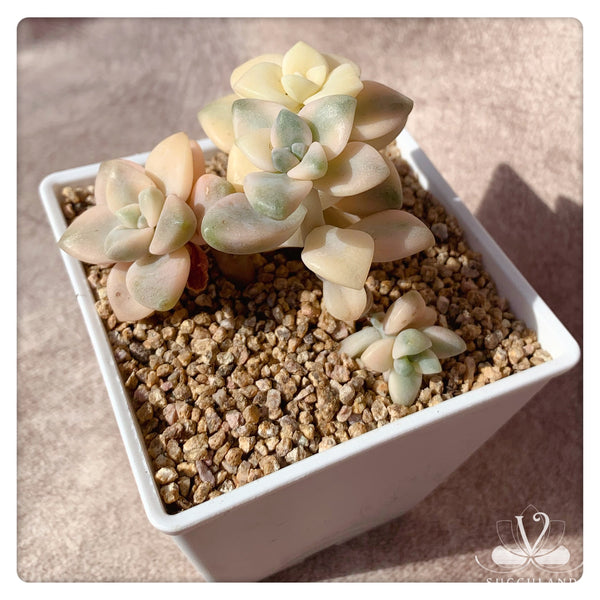 美杏錦Graptopetalum mendozae variegata