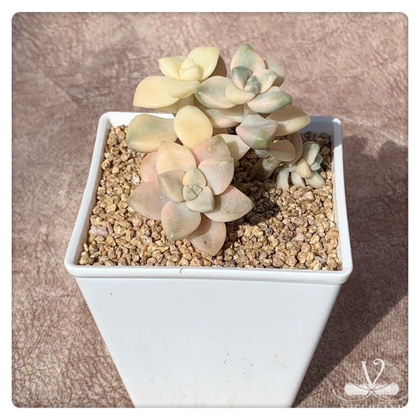 美杏錦Graptopetalum mendozae variegata
