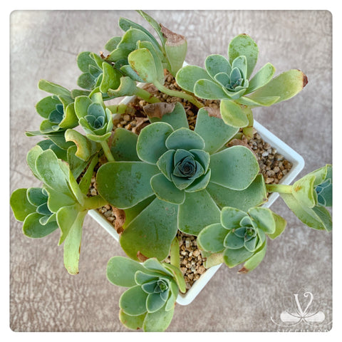 山地玫瑰Mountain Rose | Greenovia Dodrentalis Succulent