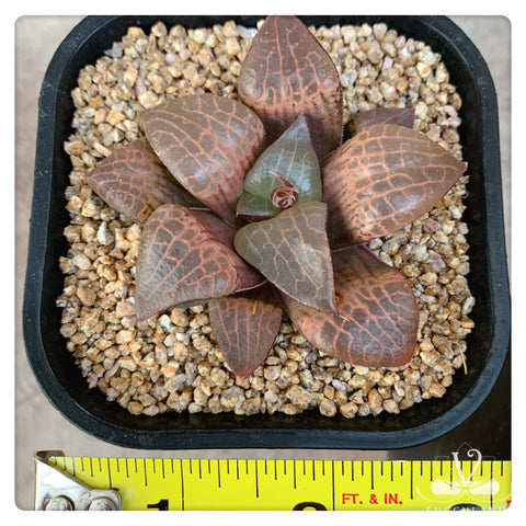 水晶康平壽Haworthia emelyae var.comptoniana