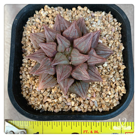 西瓜寿Haworthia magnifica v.atrofusca