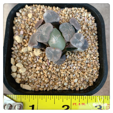 冰河萬象Haworthia maughanii)