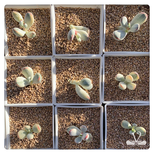 乒乓福娘錦Cotyledon orbiculata cv.