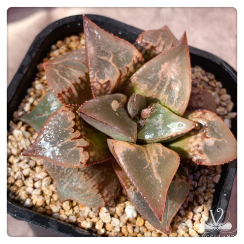 酒吞童子Haworthia comptoniana