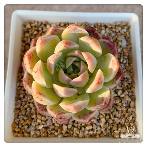 倩影多肉Echeveria Estrela / Rare Succulent