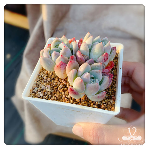 夢幻安妮 多肉Echeveria Estrela / Pink / Rare Succulent