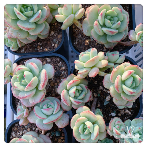 香草 多肉 Sedeveria ‘Pudgye