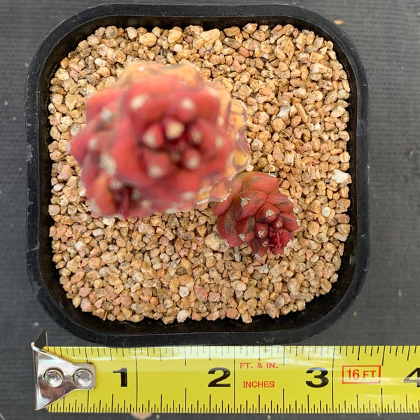 将军阁锦Monadenium ritchiei varieg