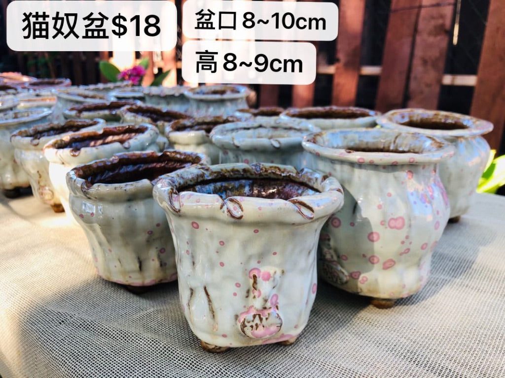 貓奴盆