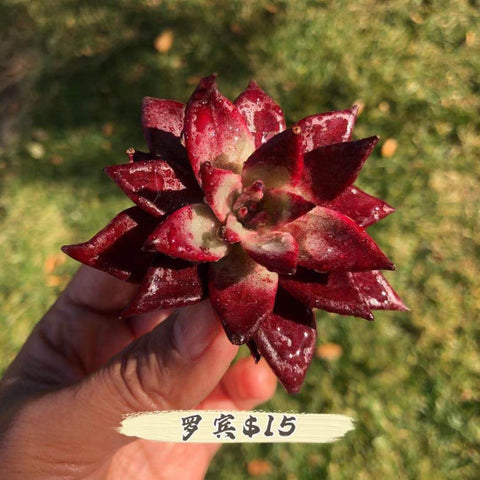 羅賓Echeveria agavoides v Romeo Rubin