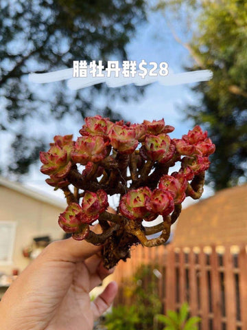 腊牡丹Echeveria ‘Rolly’群