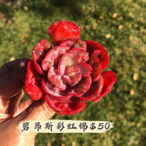 碧昂絲彩虹錦Echeveria "Rainbow